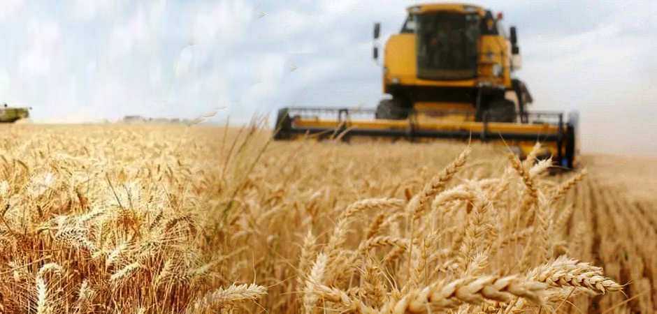 لتحقيق أمننا الغذائي.. الأراضي الدولية.. والبحث العلمي  خطوة نحو الاكتفاء الذاتي من الحبوب